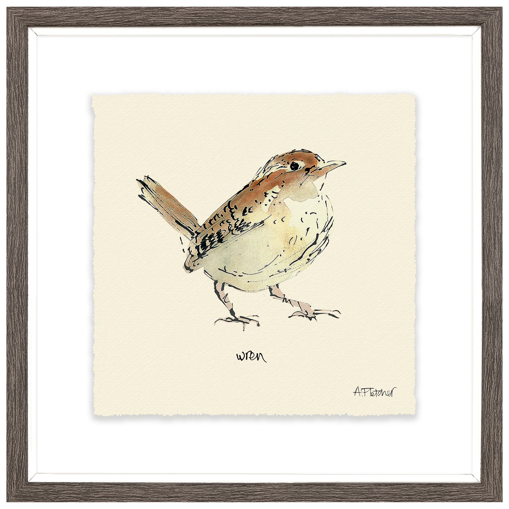 Adelene Fletcher - Wren Bird Framed Print & Mount, 23.5 x 23.5cm