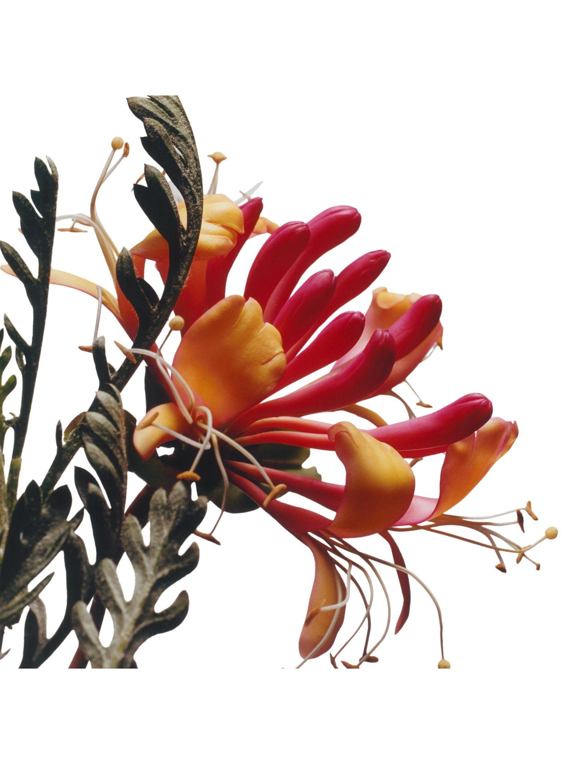 Product image 2 of 4, which shows Jo Malone London Honeysuckle & Davana Cologne, 100ml