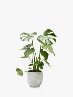 The Little Botanical Monstera Ceramic, Multi