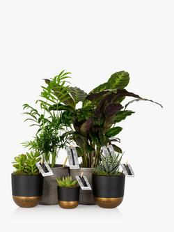 The Little Botanical New Home Plant Bundle, Multi