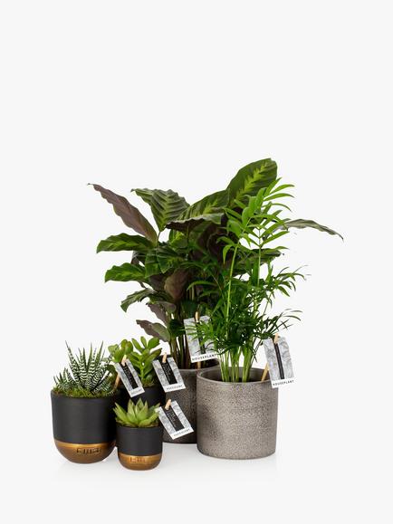 The Little Botanical New Home Plant Bundle - view 2, Multi