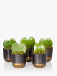 The Little Botanical Bundle of Hearts Plant