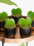 The Little Botanical Bundle of Hearts Plant