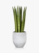 The Little Botanical Sanseveria Ceramic