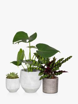 The Little Botanical Green Plant Gang, Multi