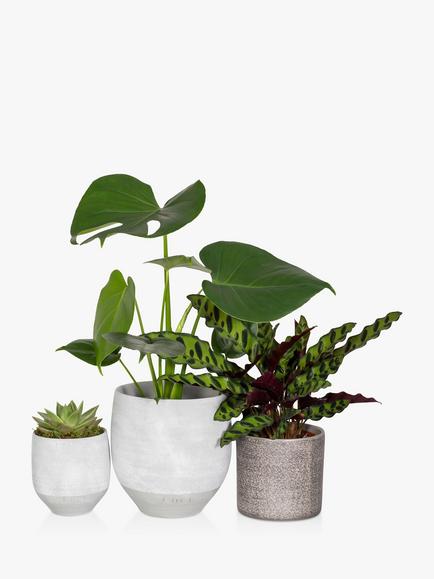 The Little Botanical Green Plant Gang, Multi