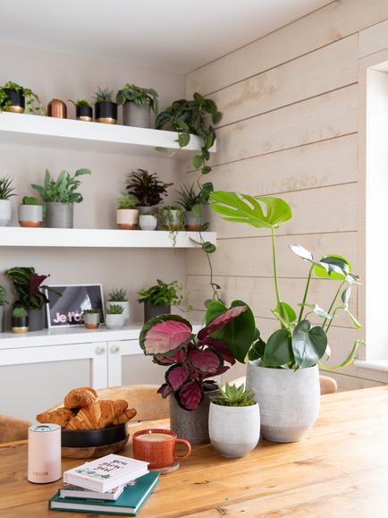The Little Botanical Green Plant Gang - view 2, Multi