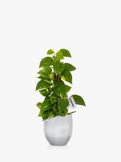 The Little Botanical Scindapsus Ceramic, Multi