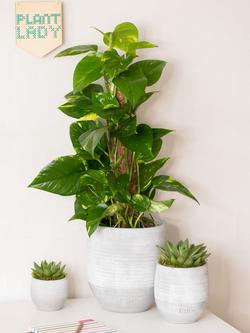 The Little Botanical Scindapsus Ceramic - view 2, Multi