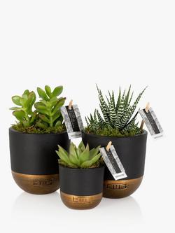 The Little Botanical Succulent Plant Gang, Multi