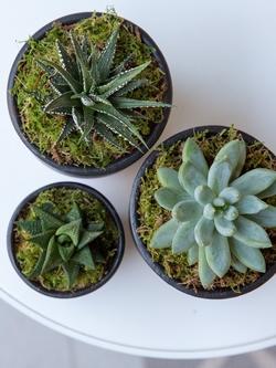 The Little Botanical Succulent Plant Gang - view 2, Multi