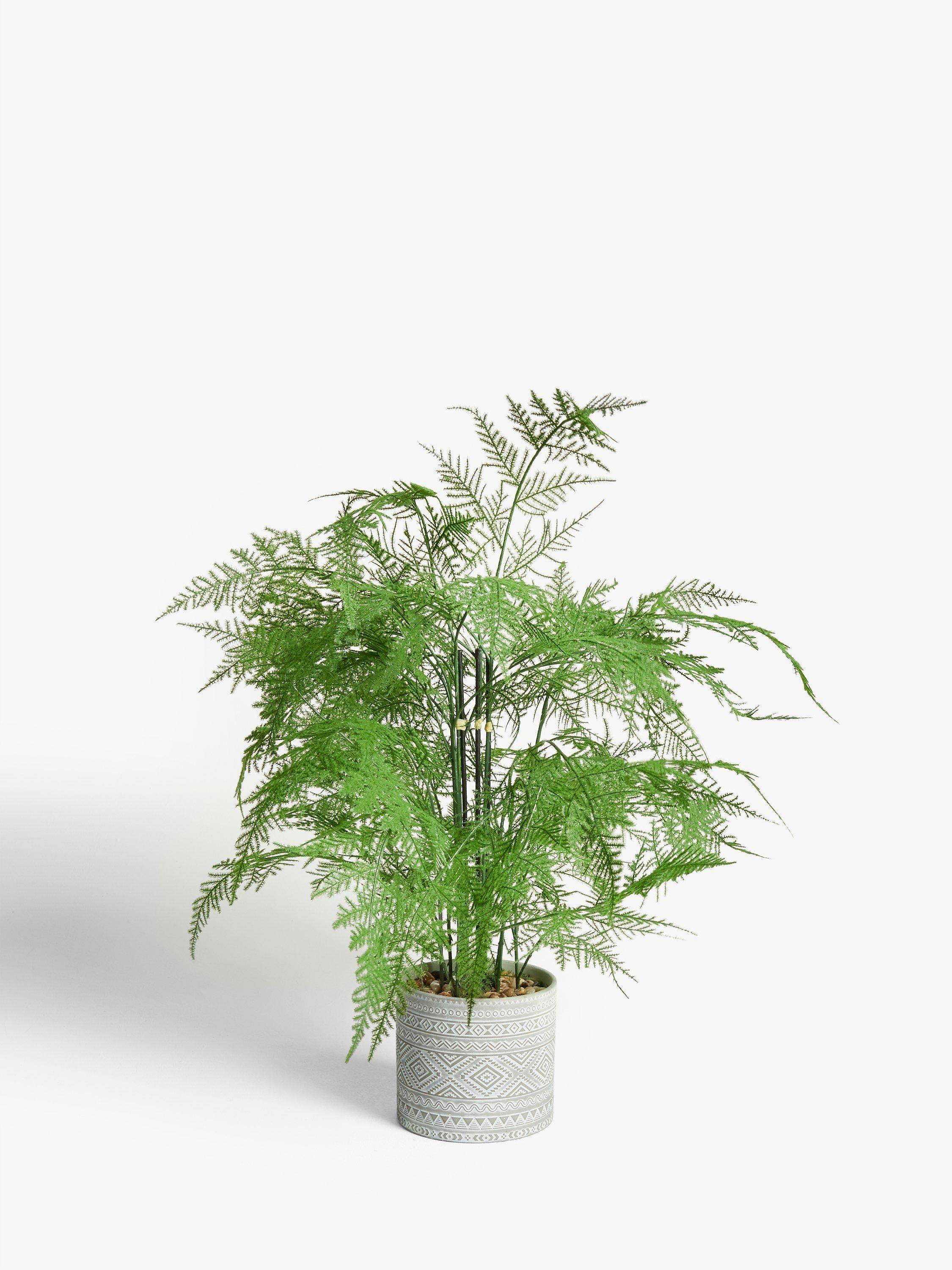 John Lewis & Partners Artificial Asparagus Fern