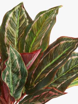 John Lewis Artificial Stromanthe Bush Plant - view 2, 