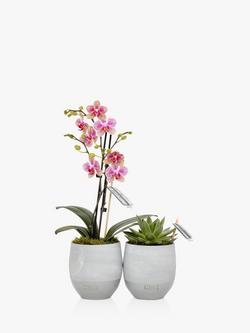 The Little Botanical Orchid & Succulent Duo, Multi