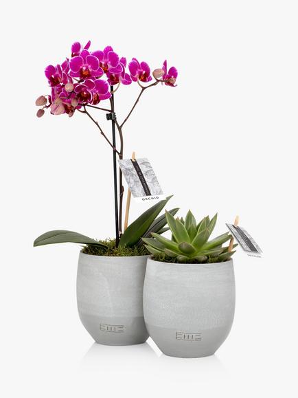 The Little Botanical Orchid & Succulent Duo - view 2, Multi