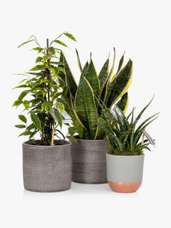 The Little Botanical Purifying Plant Bundle - view 2, Multi