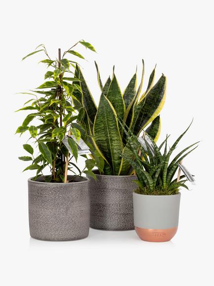 The Little Botanical Purifying Plant Bundle - view 2, Multi