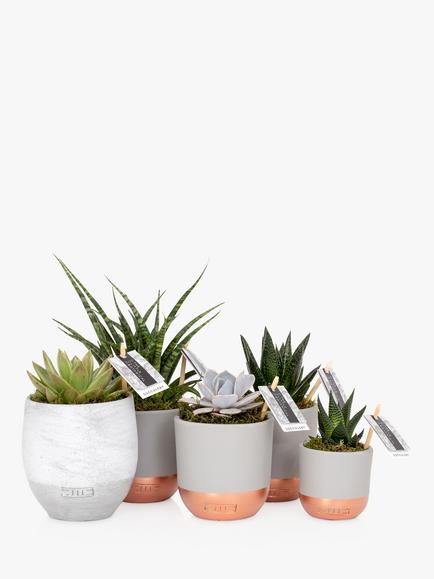 The Little Botanical Large Succulent Plant Gang, Multi