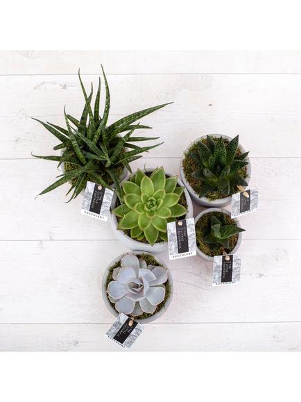 The Little Botanical Large Succulent Plant Gang - view 2, Multi