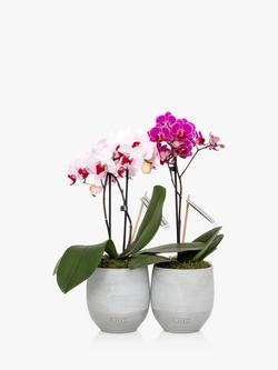 The Little Botanical Mini Orchid Duo, Multi