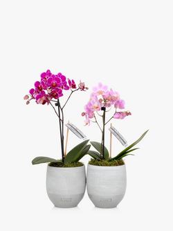 The Little Botanical Mini Orchid Duo - view 2, Multi