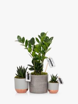 The Little Botanical Beginners Plant Gang, Multi