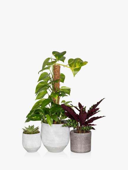 The Little Botanical Jungle Plant Gang, Multi