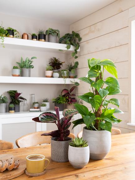 The Little Botanical Jungle Plant Gang - view 2, Multi