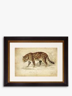 Brookpace Lascelles 'Jaguar' Framed Print & Mount, 46 x 55cm, Brown, Brown