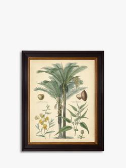 Brookpace Lascelles 'Fruitful Palm I' Framed Print, 51 x 41cm, Green, Green