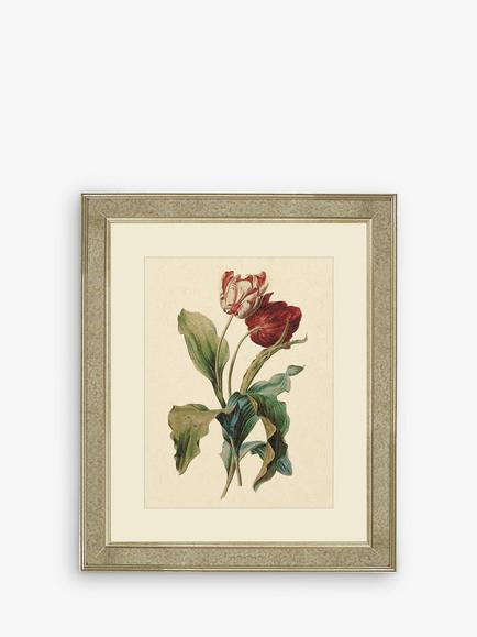 Brookpace Lascelles 'Tulips III' Framed Print & Mount, 60 x 50cm, Red/Multi, Red/Multi