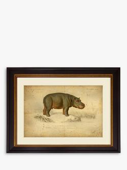 Brookpace Lascelles 'Hippopotamus' Framed Print & Mount, 46 x 55cm, Grey, Grey