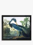 Brookpace Lascelles John James Audubon 'Tropical Bird II' Framed Print, 56 x 46cm, Blue