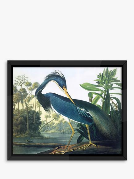 Brookpace Lascelles John James Audubon 'Tropical Bird II' Framed Print, 56 x 46cm, Blue, Blue