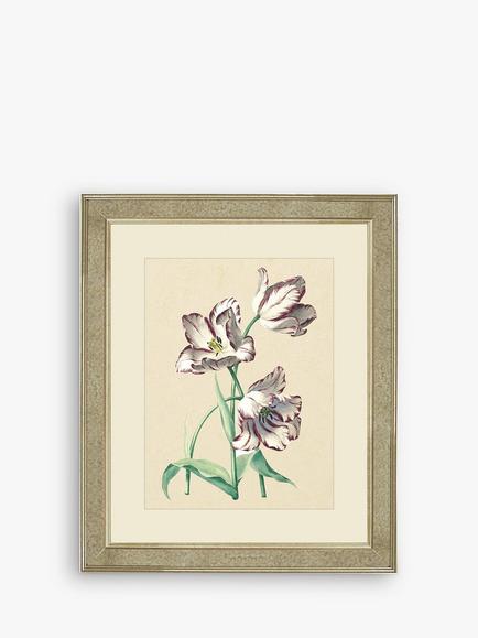 Brookpace Lascelles 'Tulips IV' Framed Print & Mount, 60 x 50cm, Multi, Multi