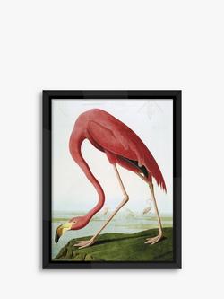Brookpace Lascelles John James Audubon 'Flamingo' Framed Print, 86 x 66cm, Pink, Pink