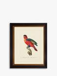 Brookpace Lascelles 'Tropical Bird IV' Framed Print & Mount, 60 x 50cm, Red