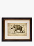 Brookpace Lascelles 'Elephant' Framed Print & Mount, 46 x 55cm, Grey