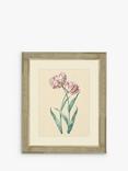 Brookpace Lascelles 'Tulips I' Framed Print & Mount, 60 x 50cm, Pink/Multi