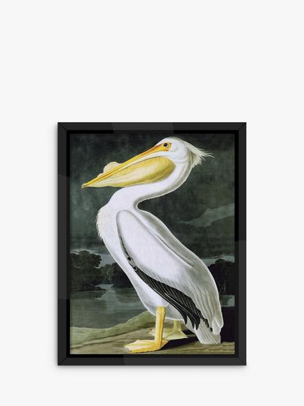 Brookpace Lascelles John James Audubon 'Pelican' Framed Print, 86 x 66cm, White, White