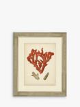 Brookpace Lascelles 'Red Coral II' Framed Print & Mount, 60 x 50cm, Red