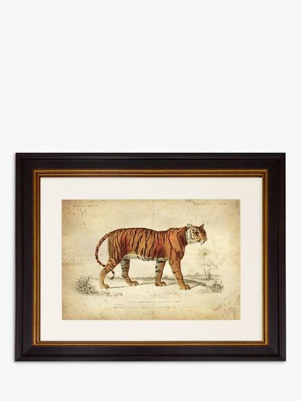 Brookpace Lascelles 'Tiger' Framed Print & Mount, 46 x 55cm, Orange, Orange