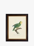 Brookpace Lascelles 'Tropical Bird III' Framed Print & Mount, 60 x 50cm, Green