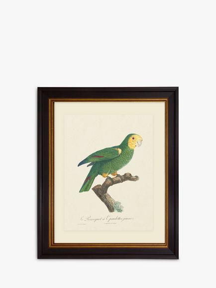 Brookpace Lascelles 'Tropical Bird III' Framed Print & Mount, 60 x 50cm, Green, Green
