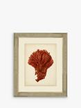 Brookpace Lascelles 'Red Coral I' Framed Print & Mount, 60 x 50cm, Red