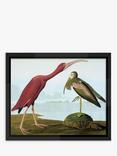 Brookpace Lascelles John James Audubon 'Tropical Bird I' Framed Print, 56 x 46cm, Multi