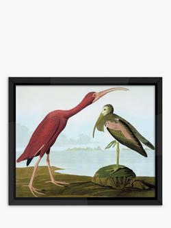 Brookpace Lascelles John James Audubon 'Tropical Bird I' Framed Print, 56 x 46cm, Multi, Multi