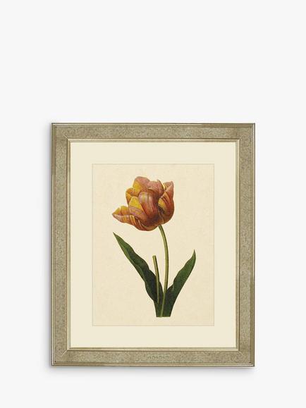 Brookpace Lascelles 'Tulips II' Framed Print & Mount, 60 x 50cm, Multi, Multi