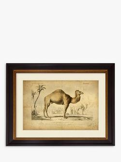 Brookpace Lascelles 'Camel' Framed Print & Mount, 46 x 55cm, Multi, Multi