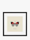 Brookpace Lascelles 'Diaethria Neglecta Butterfly' Framed Print & Mount, 45.5 x 45.5cm, Red/Multi